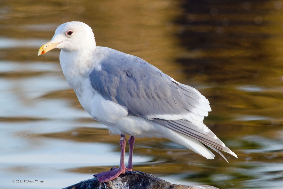 Glaucous-winged Gull - ML299374991