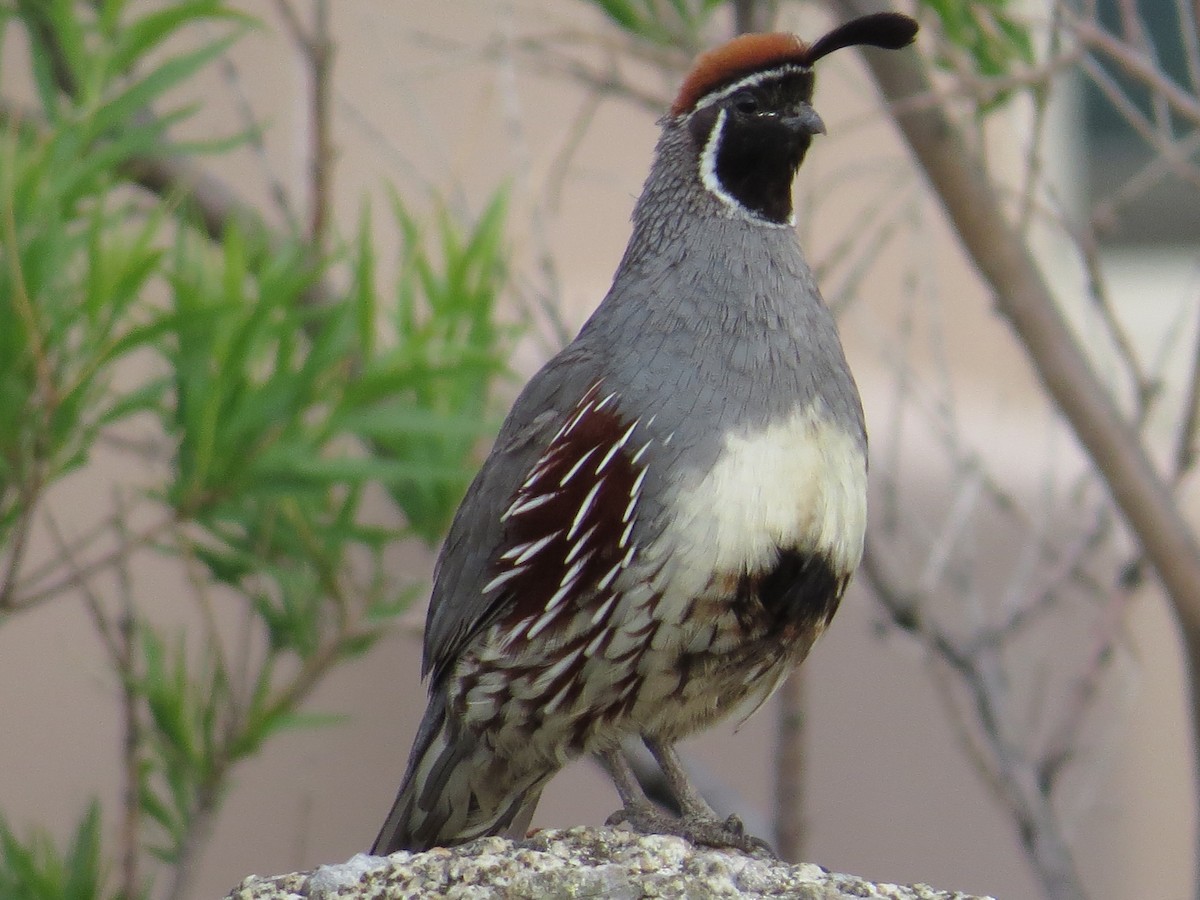 Gambel's Quail - ML29937501