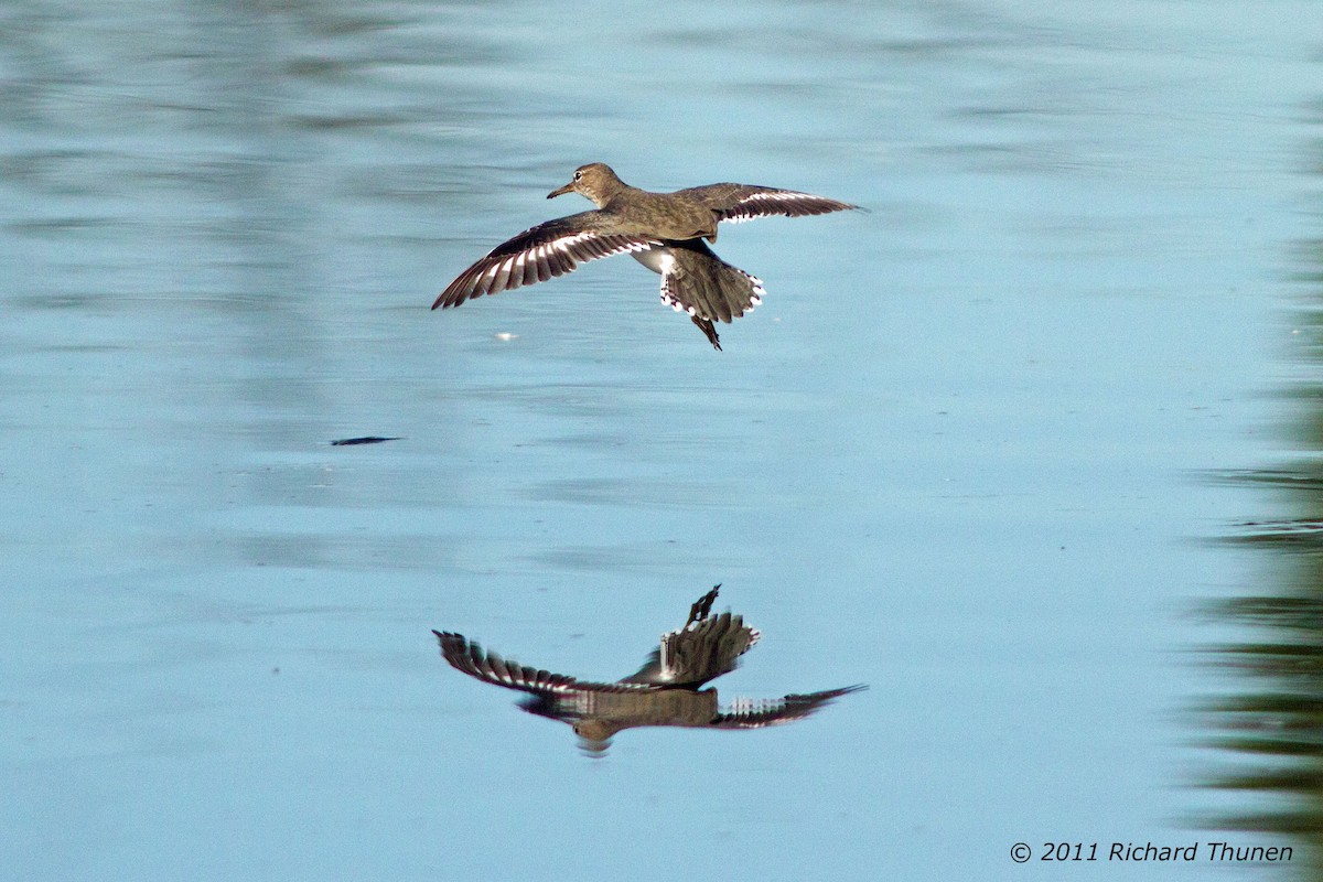 Spotted Sandpiper - Richard Thunen