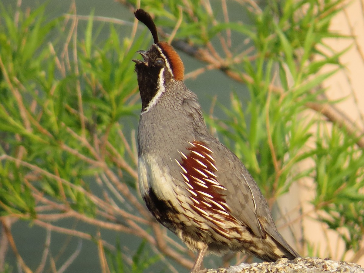 Gambel's Quail - ML29937541