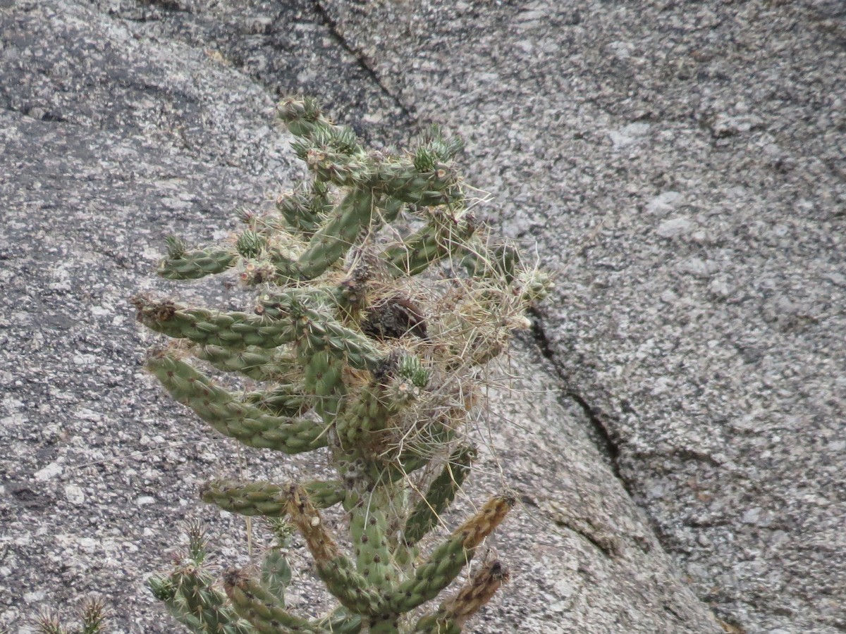 Troglodyte des cactus - ML29937651