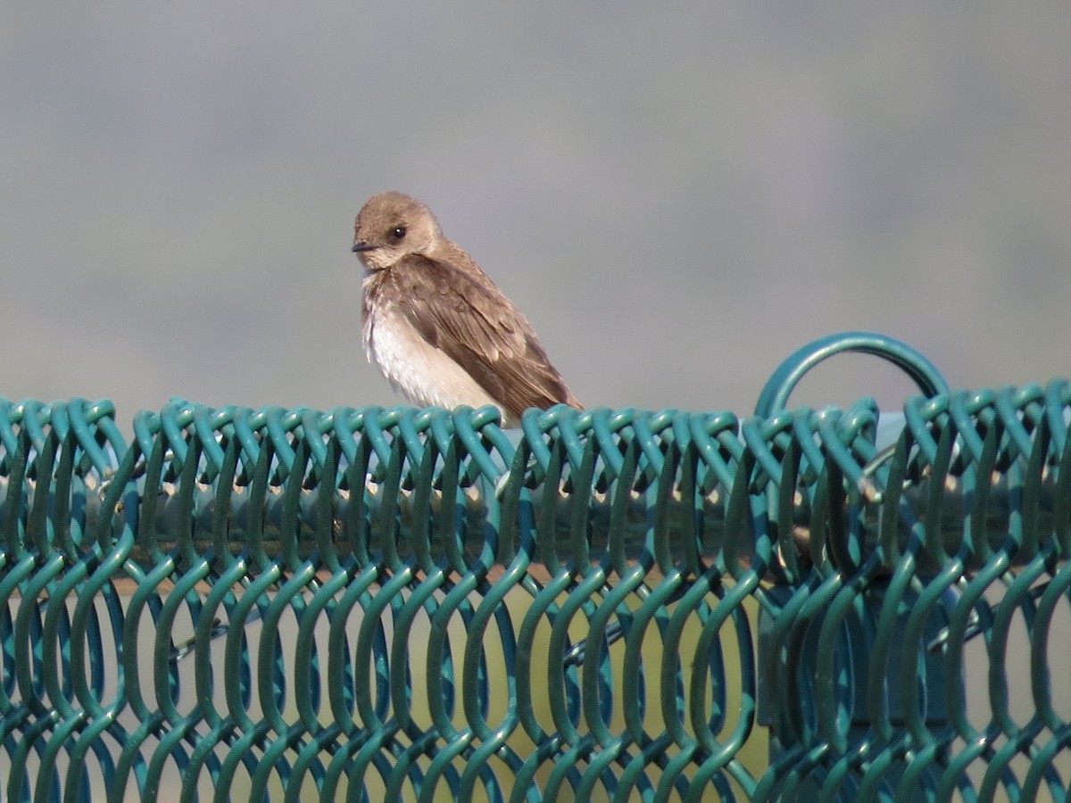 Northern Rough-winged Swallow - ML29937721
