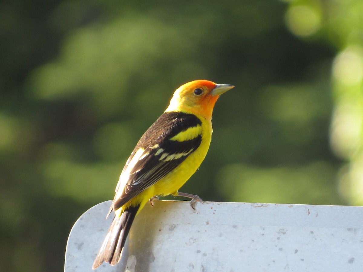 Western Tanager - ML29937891