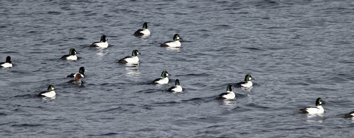 Common Goldeneye - ML299379901