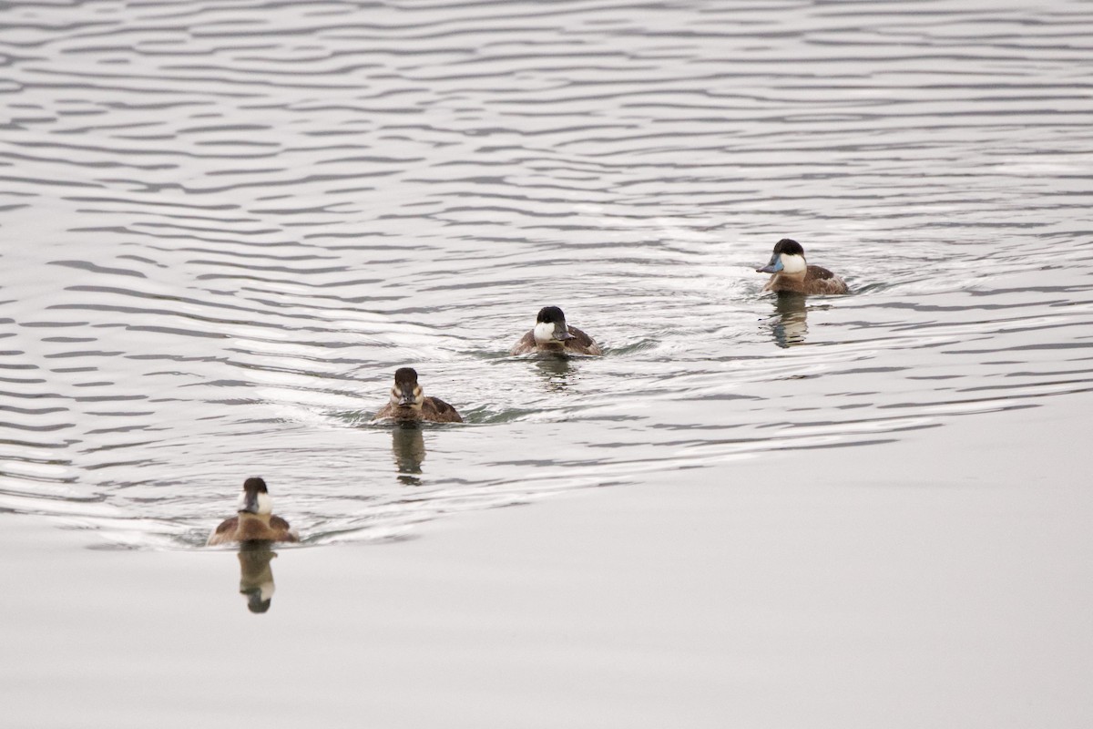 Ruddy Duck - ML299380161