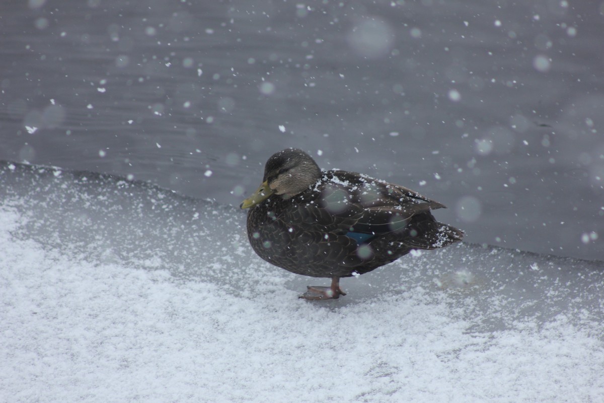 American Black Duck - ML299380371