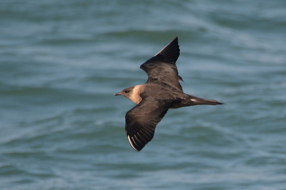 Parasitic Jaeger - Ergün Cengiz