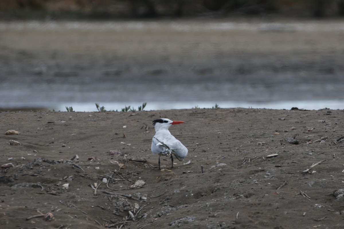 Royal Tern - ML299380871