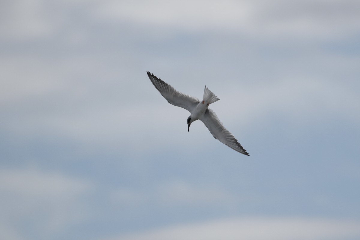 Forster's Tern - John van Dort