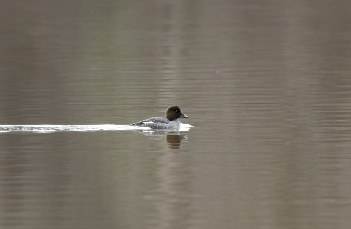 Common Goldeneye - ML299382401