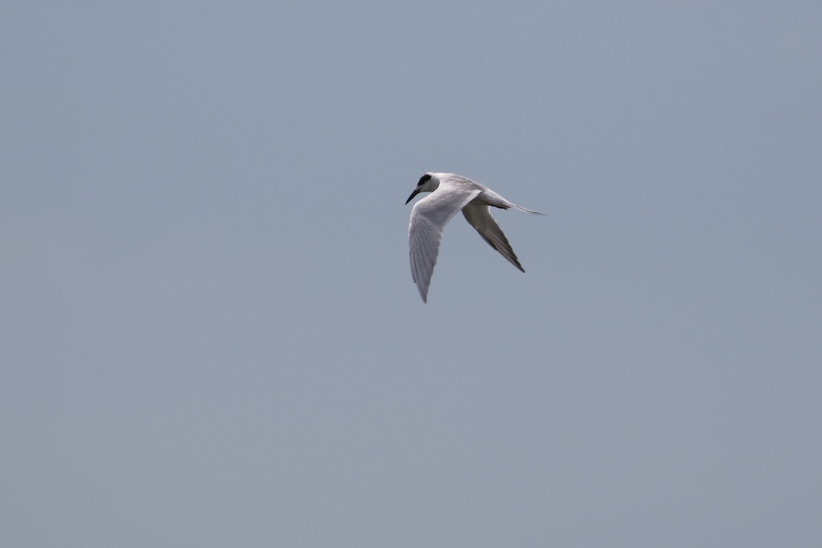 Forster's Tern - ML299382431