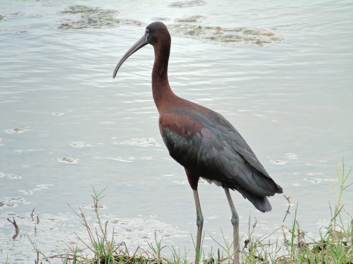 ibis hnědý - ML29938261