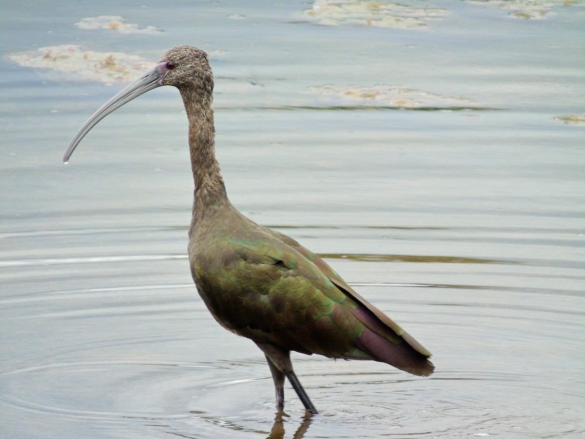 White-faced Ibis - ML29938291