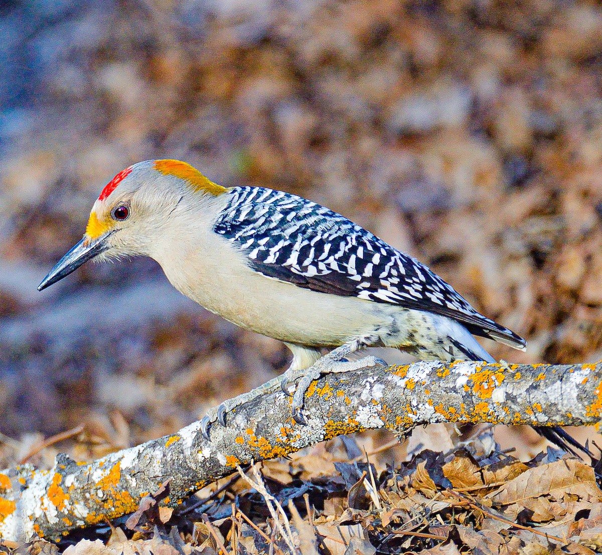 Golden-fronted Woodpecker - TJ Senters