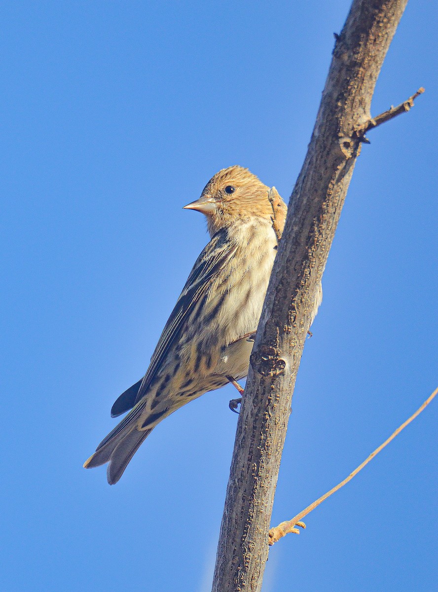 Pine Siskin - TJ Senters