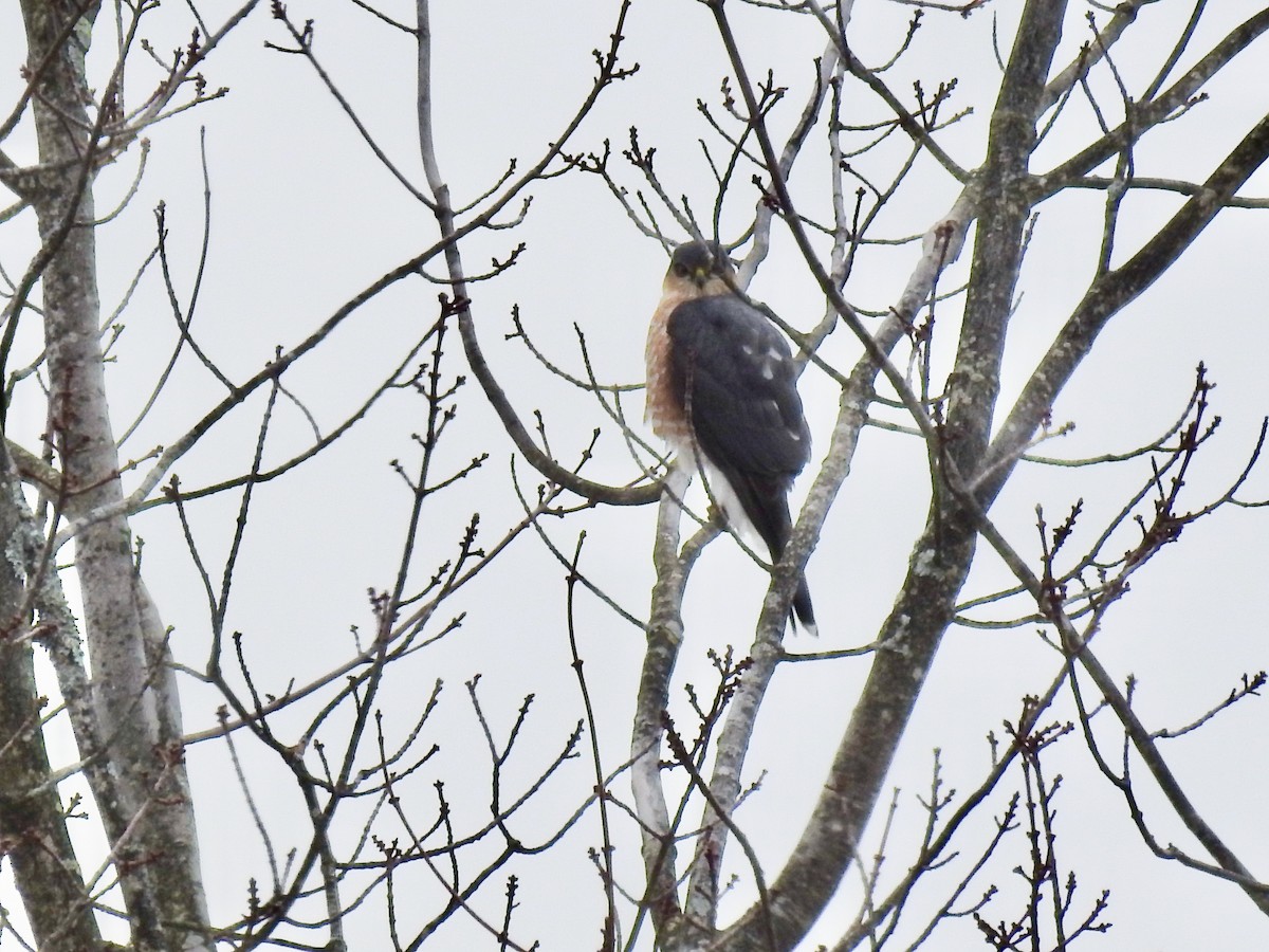 Sharp-shinned Hawk - ML299383531