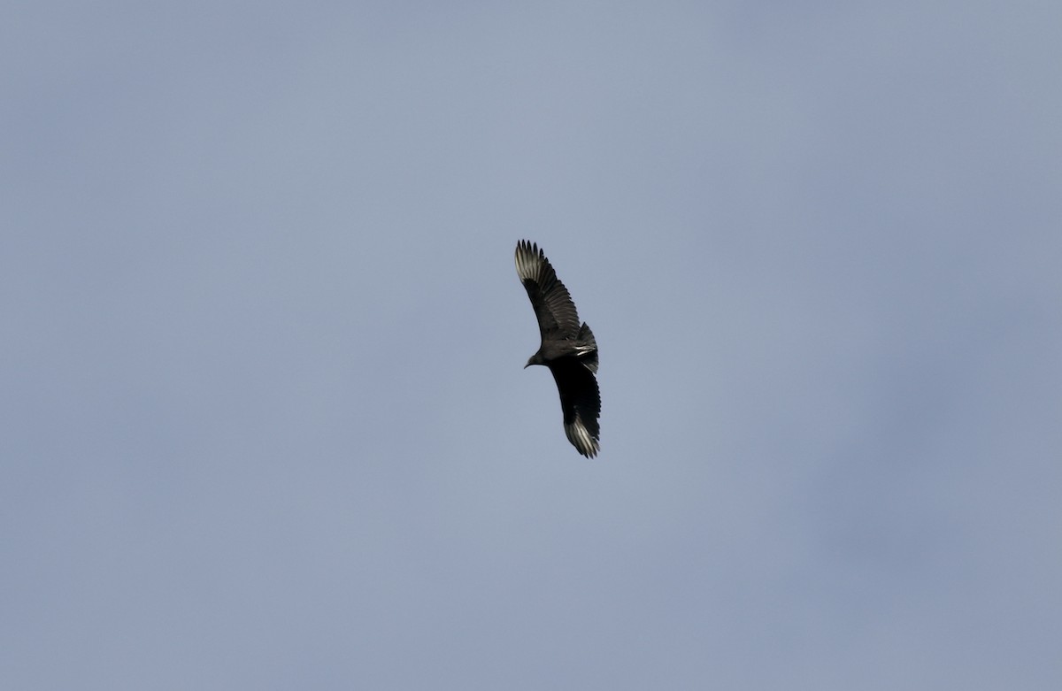 Black Vulture - ML299384181