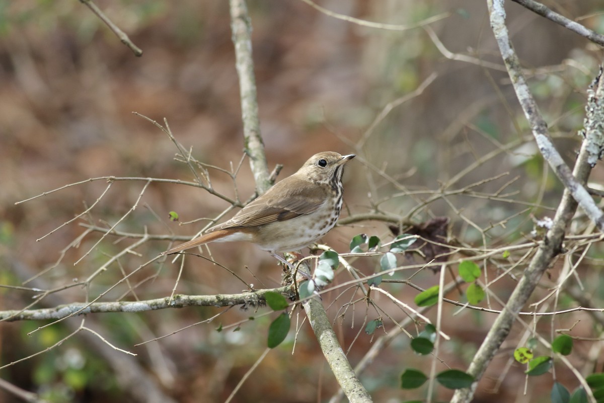 Hermit Thrush - ML299384881
