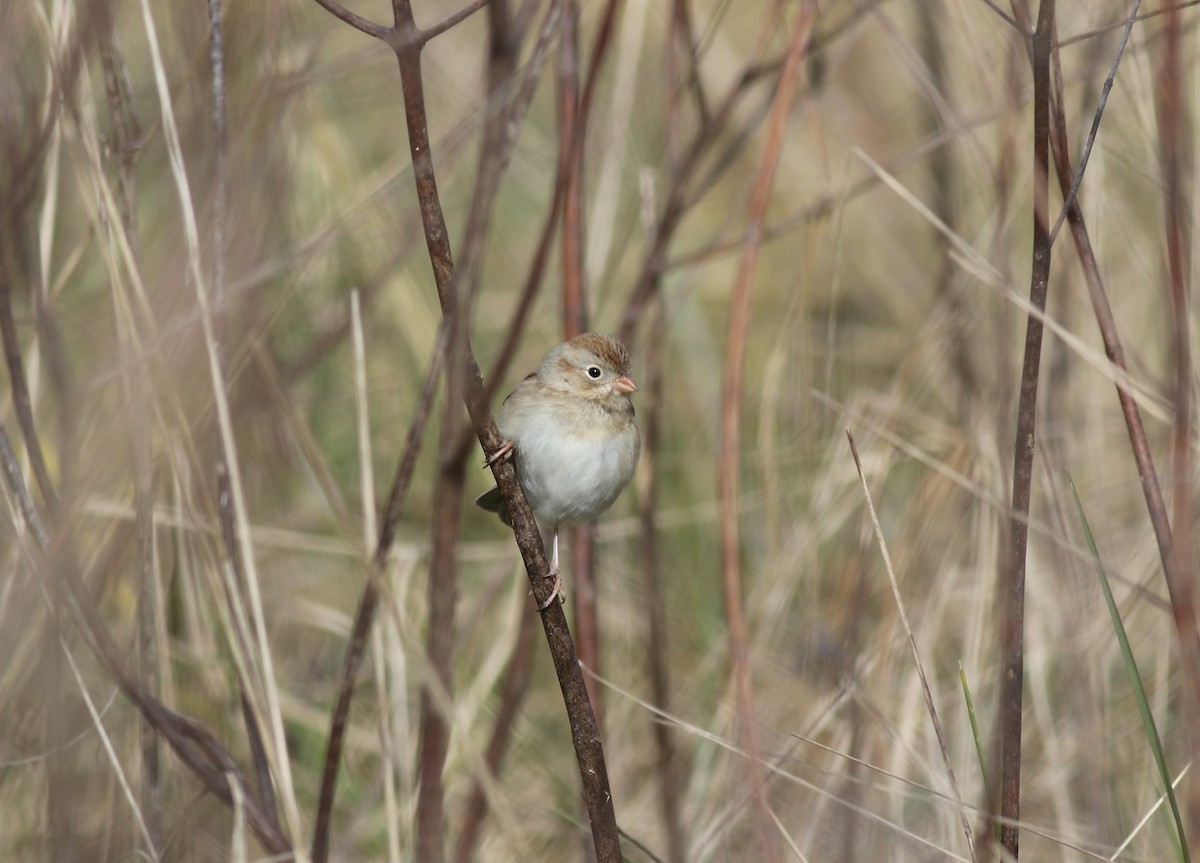 Field Sparrow - ML299384981