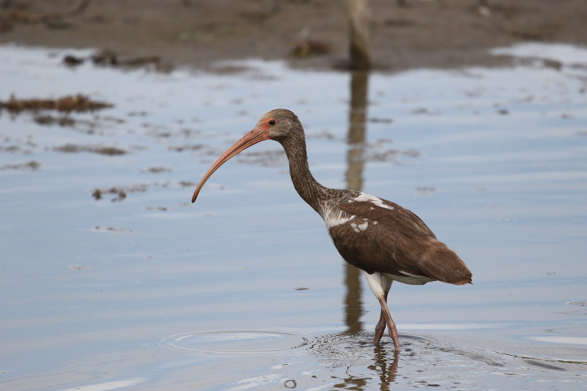 Ibis blanc - ML299385311