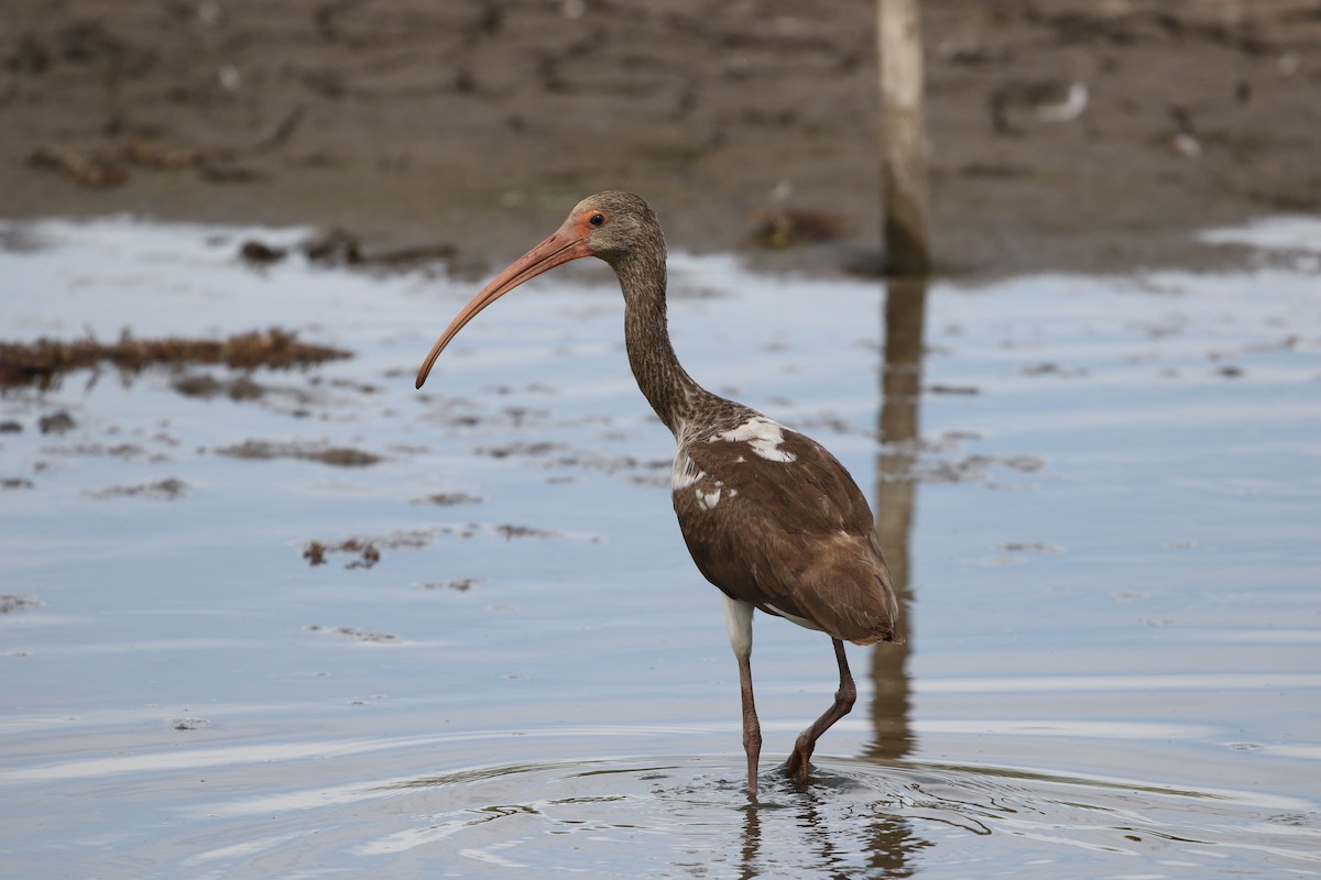 White Ibis - ML299385701