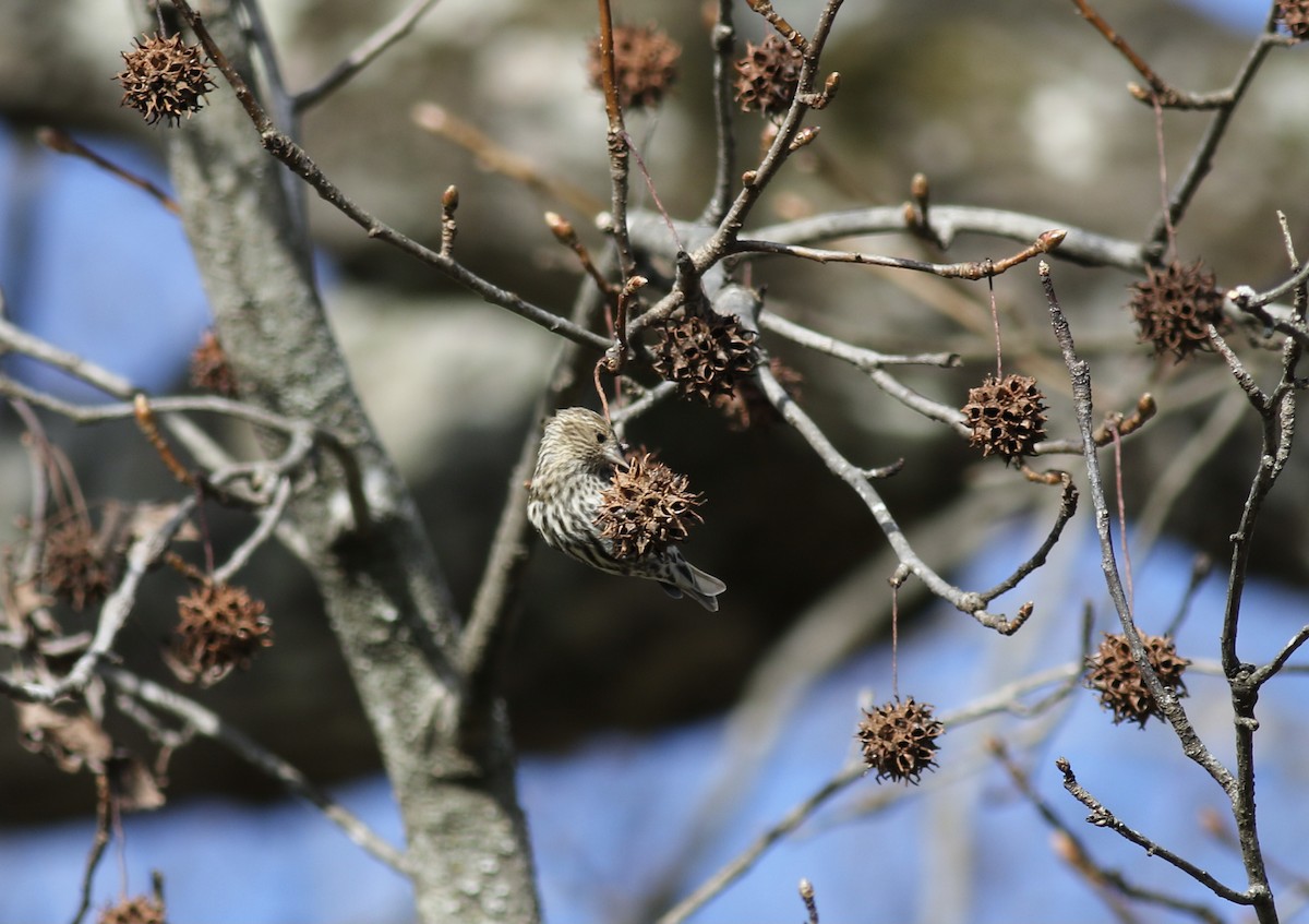 Pine Siskin - ML299385781