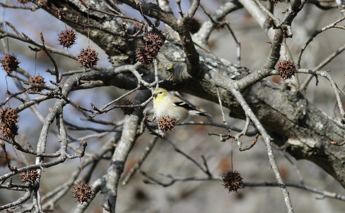 American Goldfinch - Jamie Adams