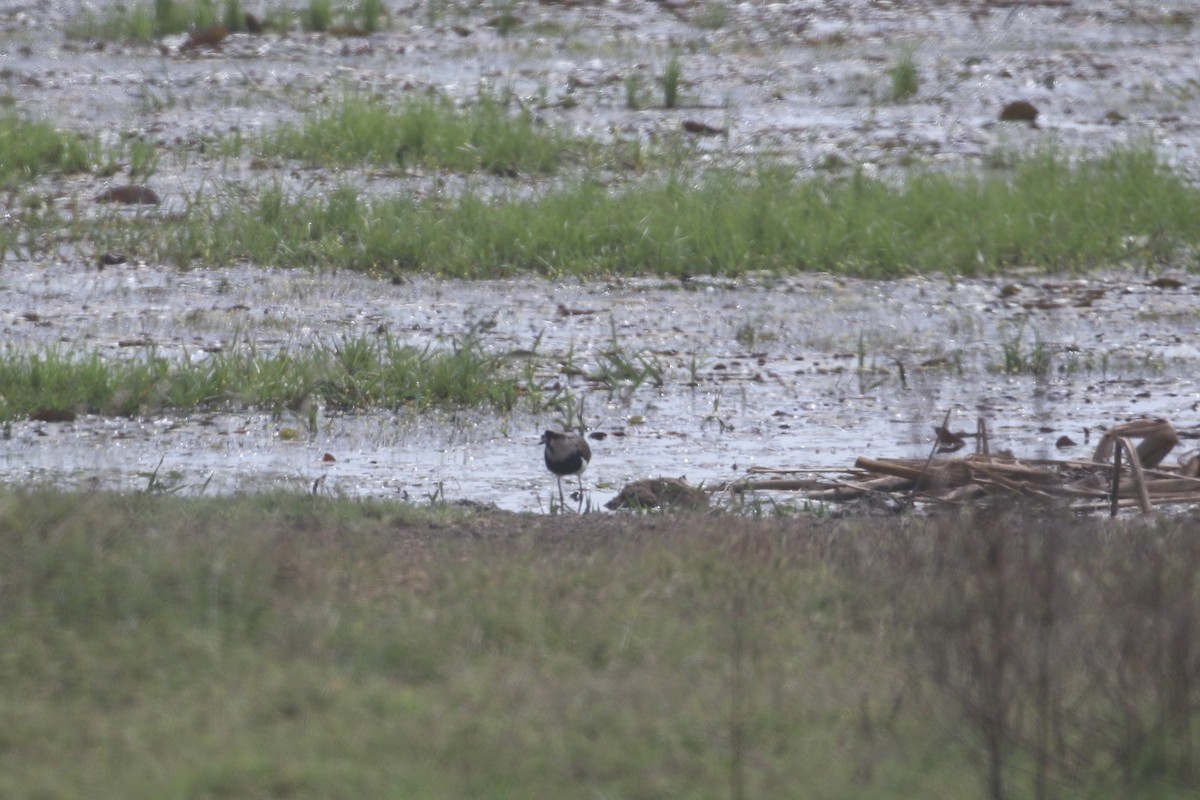 Southern Lapwing - ML299386201