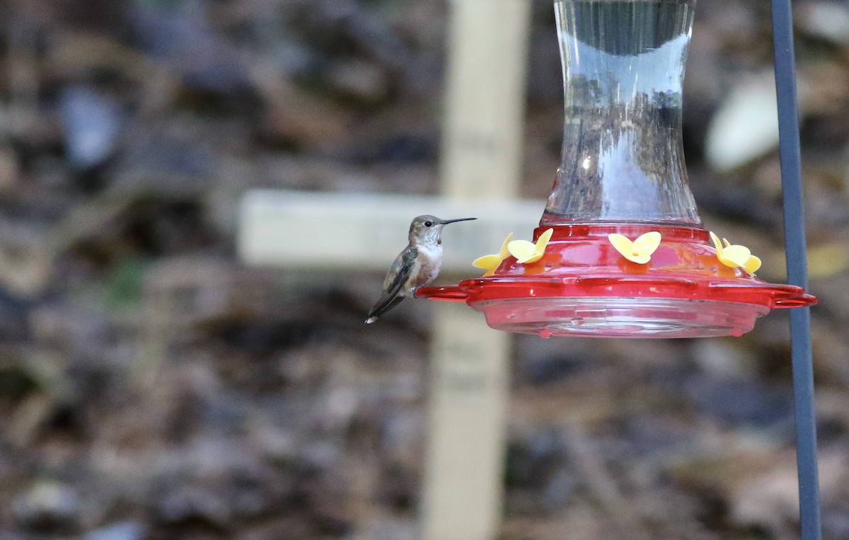 Rufous Hummingbird - ML299386991