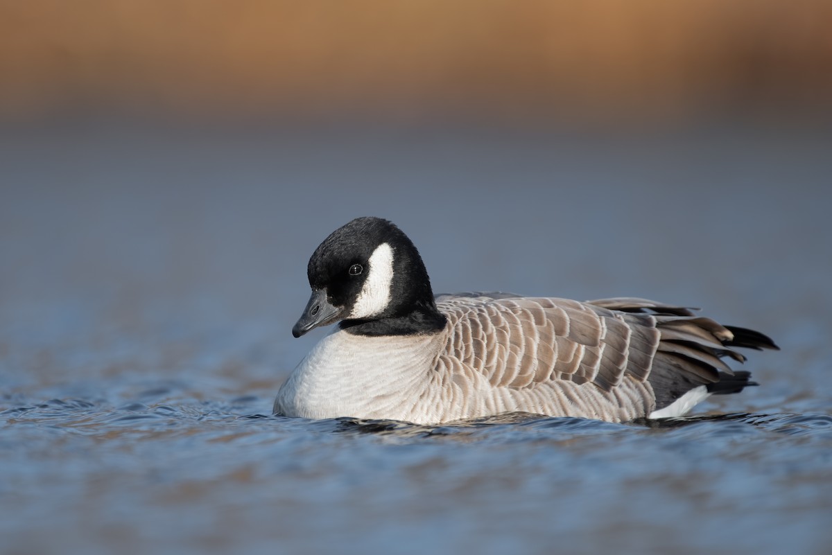 Cackling Goose - ML299388581