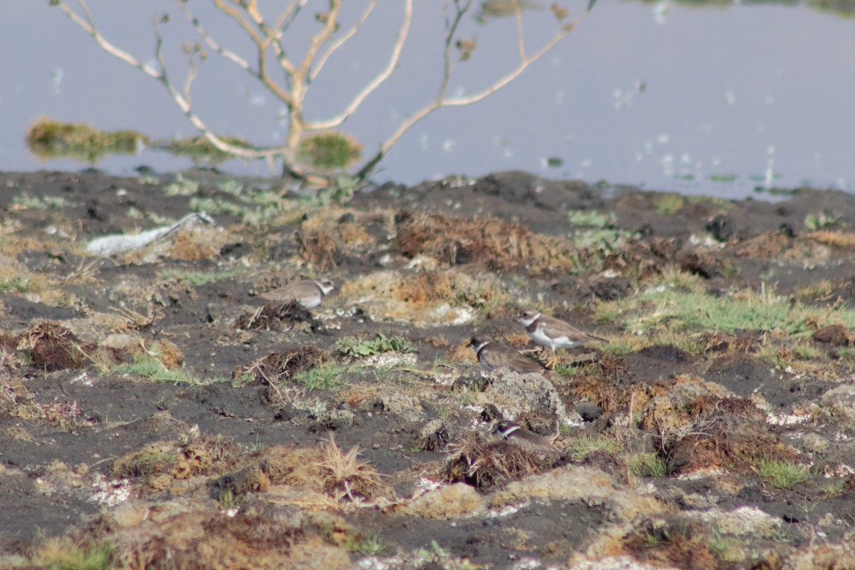 Semipalmated Plover - Juan Arrieta