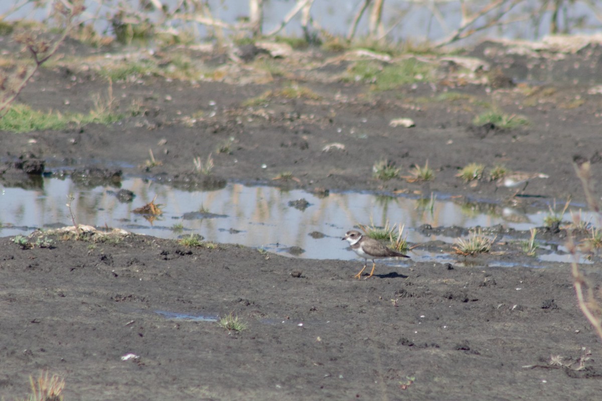 Semipalmated Plover - Juan Arrieta