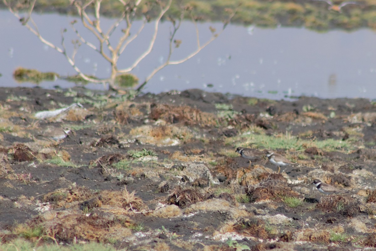 Semipalmated Plover - Juan Arrieta