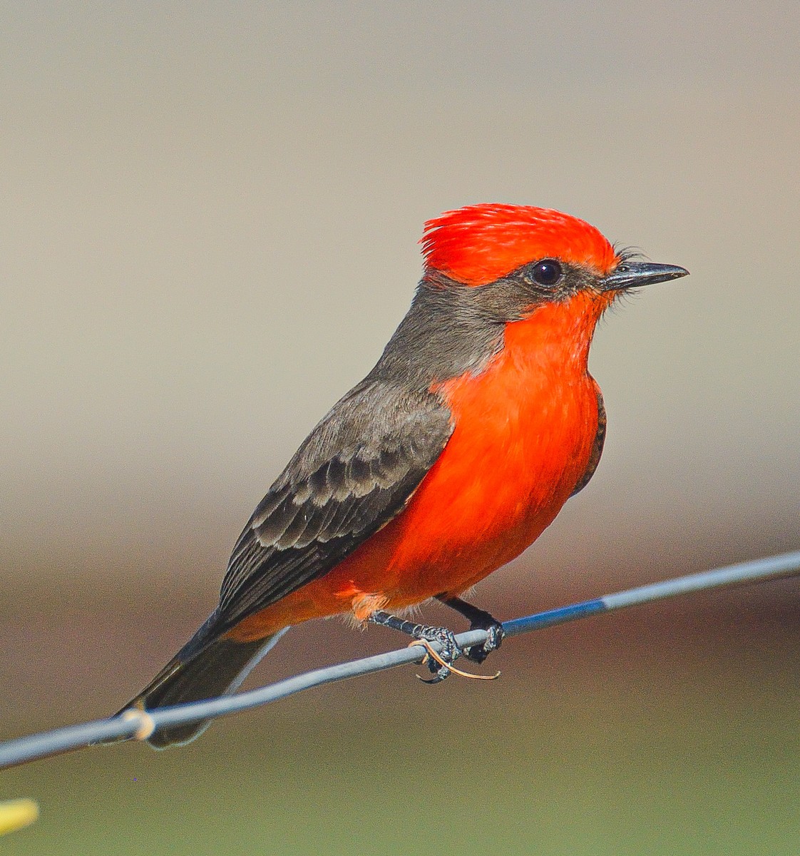 Vermilion Flycatcher - TJ Senters