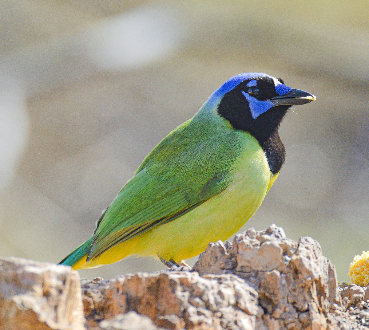 Green Jay - TJ Senters