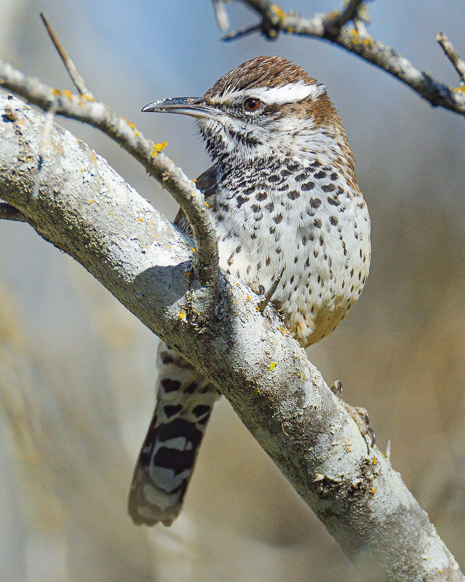 Cactus Wren - TJ Senters