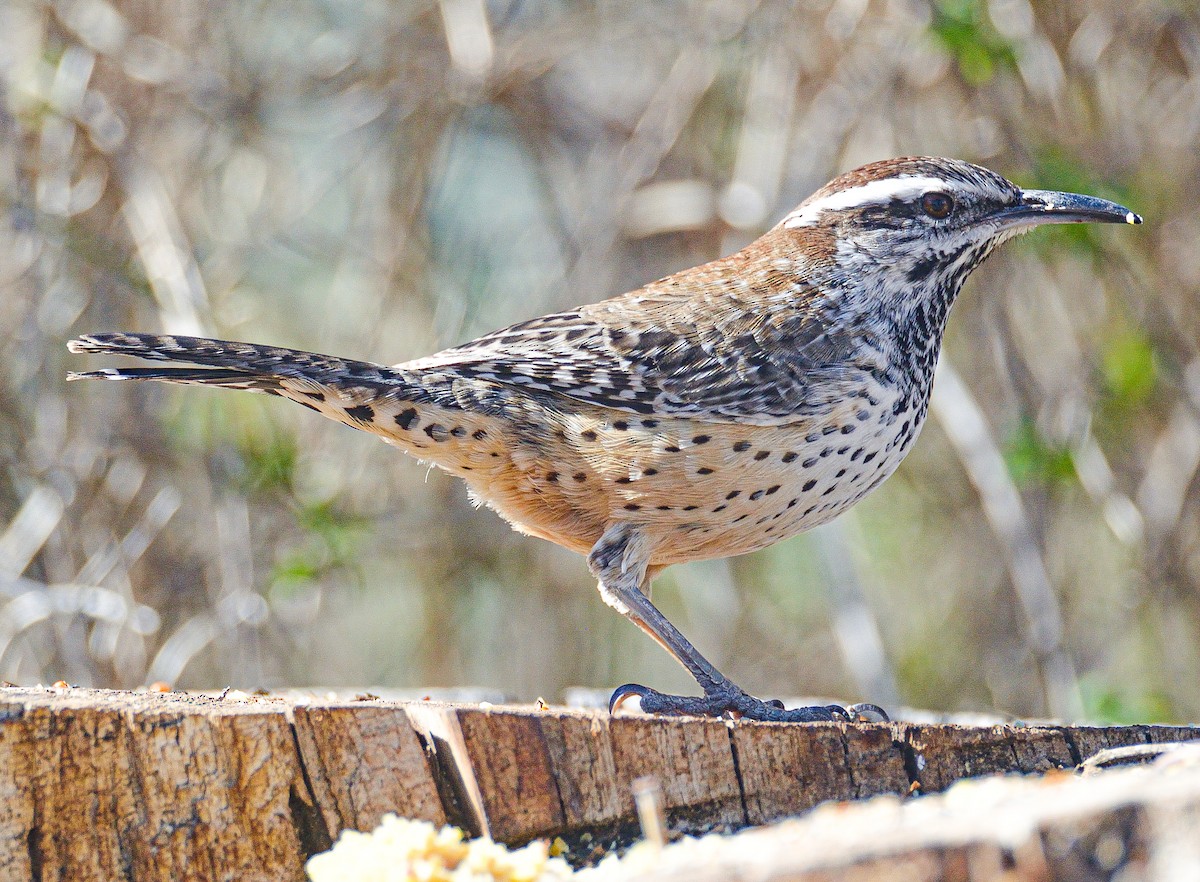 Cactus Wren - TJ Senters