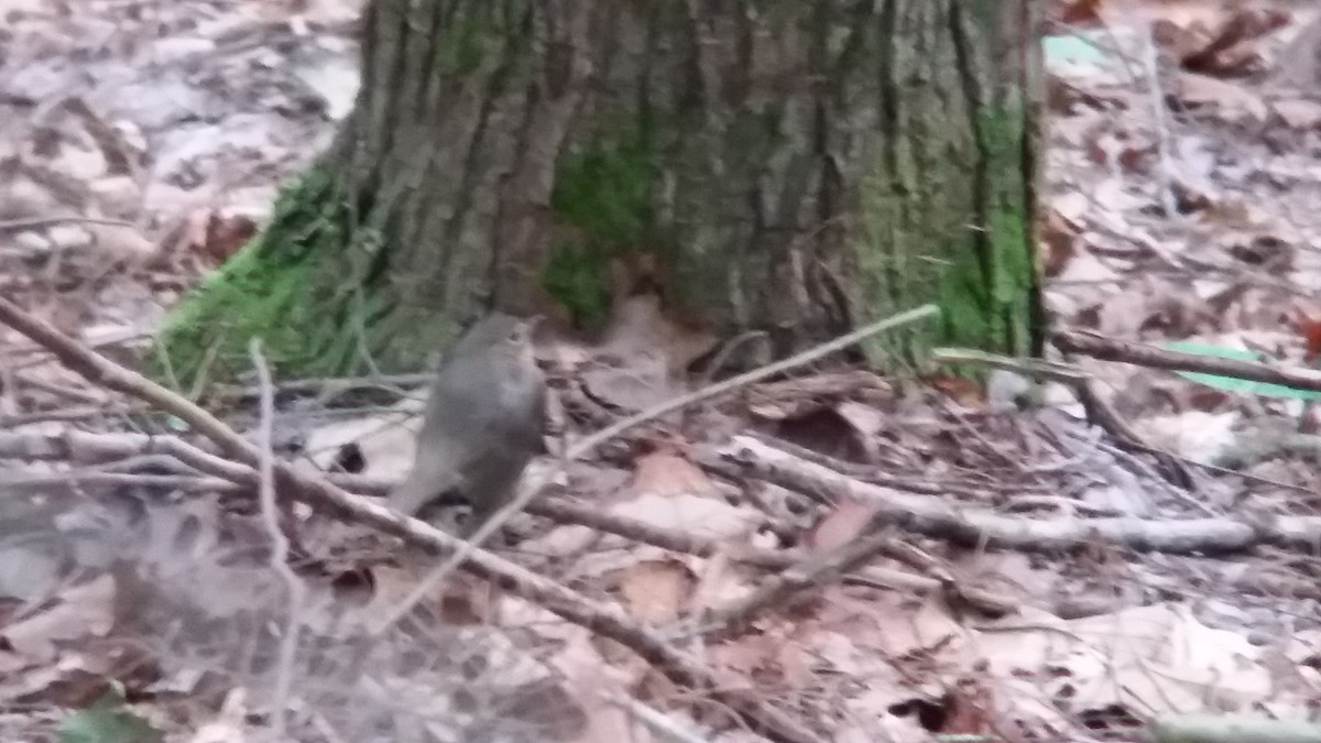 Swainson's Thrush - ML29939031