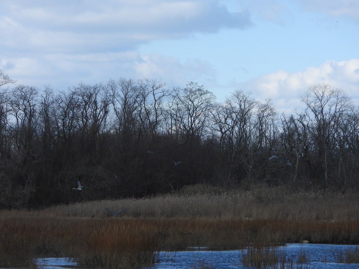 Great Blue Heron - ML299391661