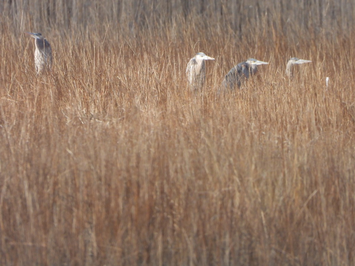 Great Blue Heron - ML299391711