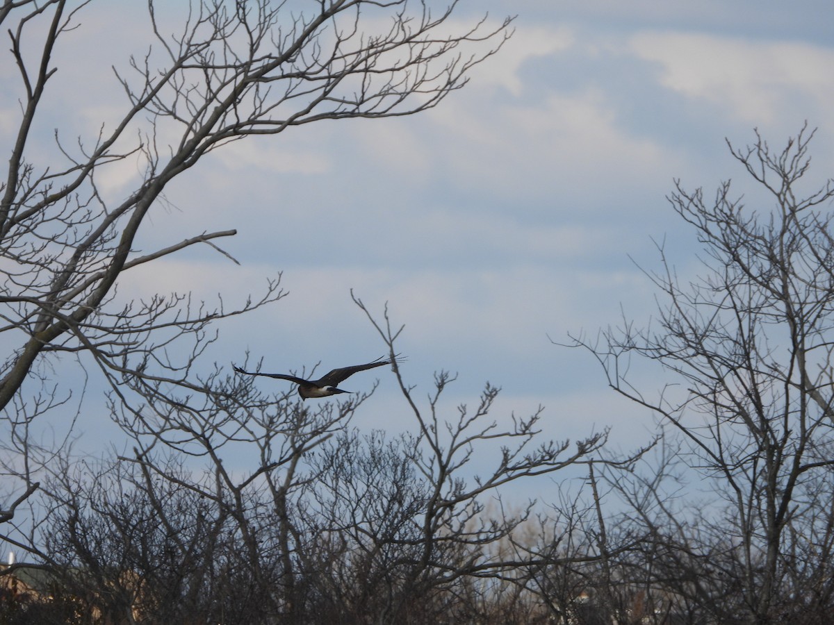 Northern Harrier - ML299391851