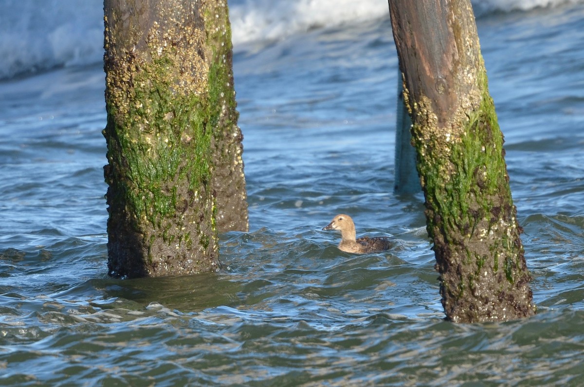 King Eider - ML299391901