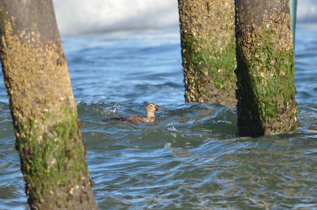 Eider à tête grise - ML299391911