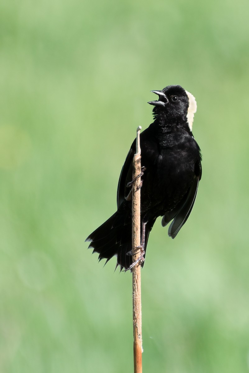 Bobolink - ML299394131