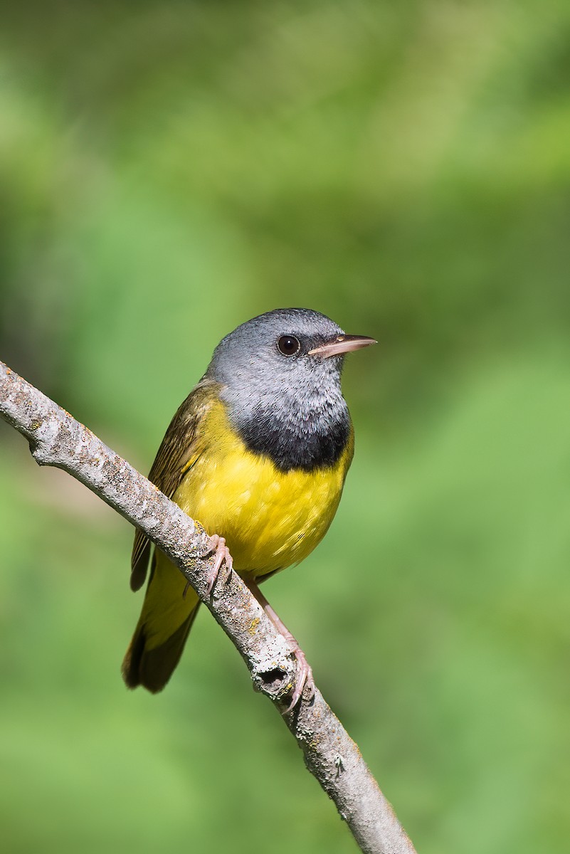 Mourning Warbler - ML299394211