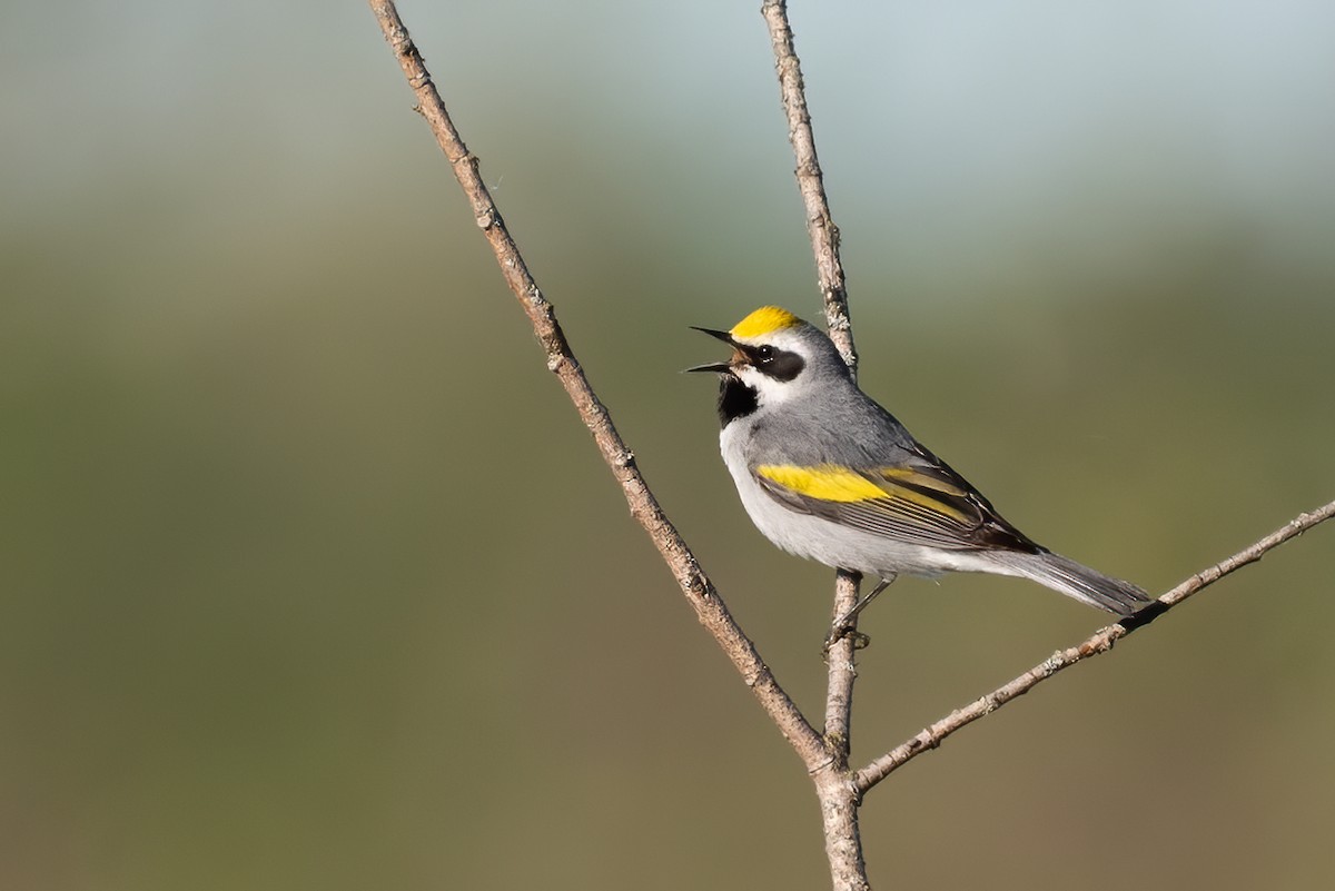 Golden-winged Warbler - ML299394291