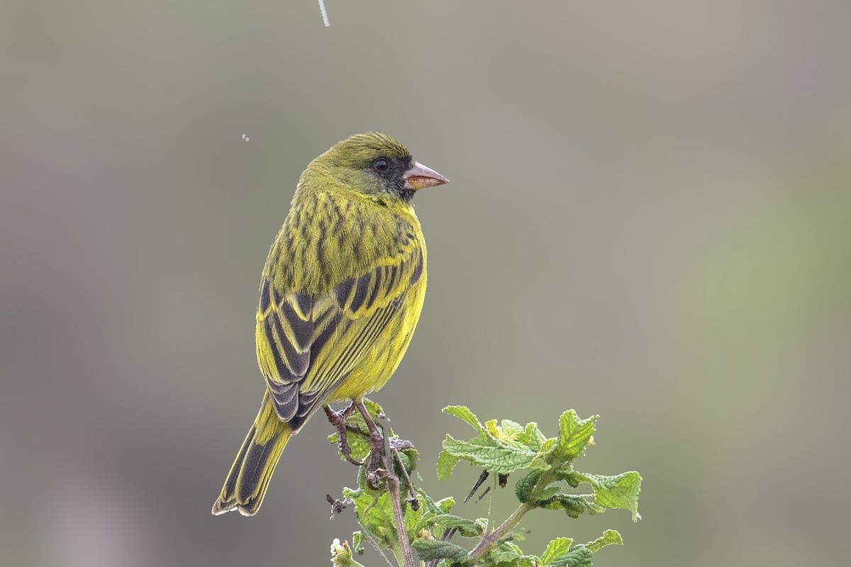 Southern Citril - Bradley Hacker 🦜