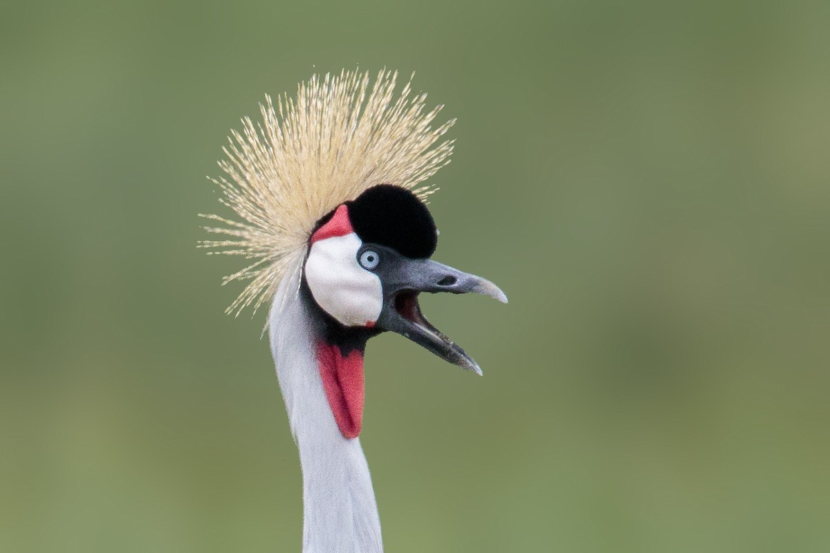 Gray Crowned-Crane - Bradley Hacker 🦜