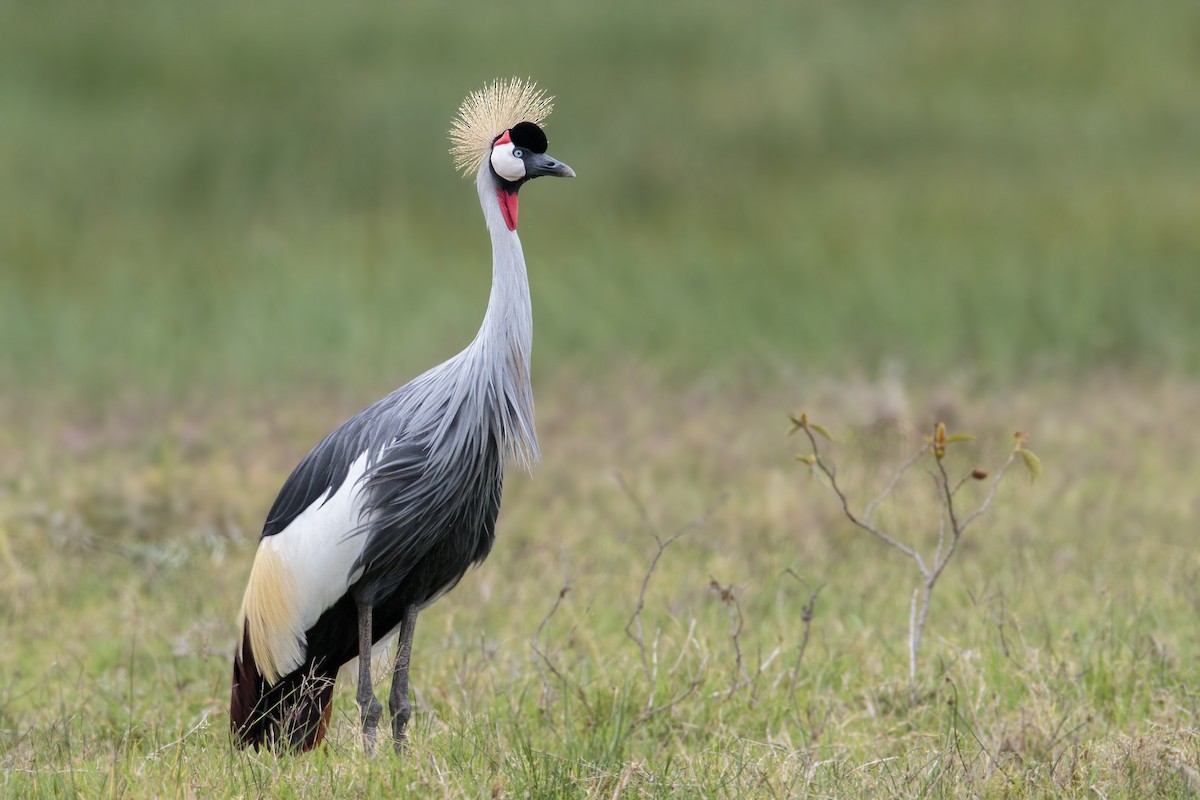 Gray Crowned-Crane - ML299395251