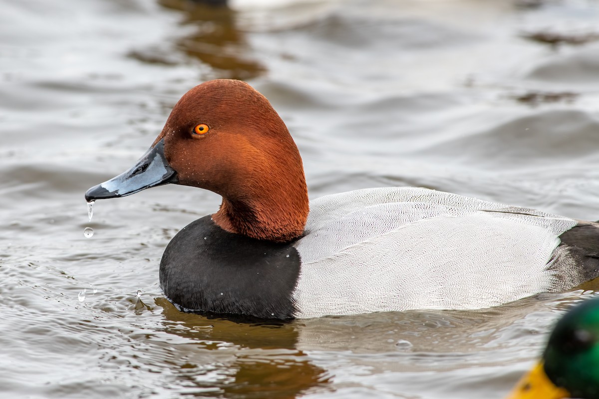 Canvasback x Redhead (hybrid) - Hank Davis